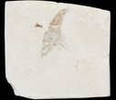 Fossil Mantis Shrimp (Sculda syriaca) - Lebanon #43554-1